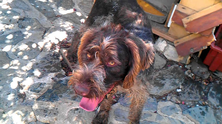 Otro perro rescatado del abandono.