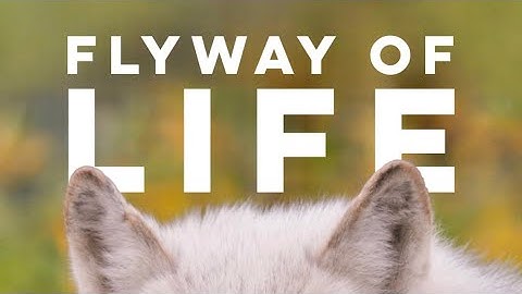 Flyway of Life | SNEAK PEAK | 2025 Documentary Film