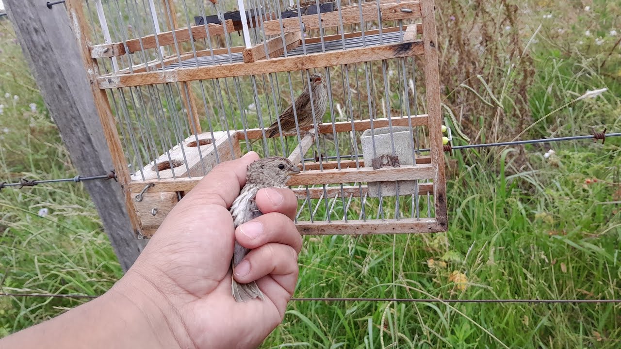 Mañana de caza de jilguero macho pinton