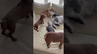 Corgi vs Dachshund