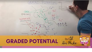 Graded Potential | Neuron