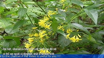 Lá ngón độc hại như thế nào với con người?