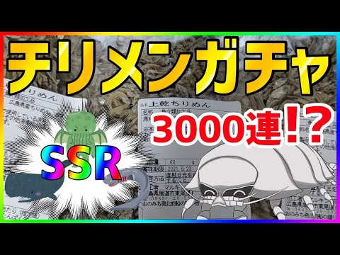 【ちりめんじゃこ】チリメンモンスターガチャ3000連チャレンジ【SSR】