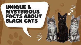 15 Unique & Mysterious Facts About Black Cats||why black cate is unique ?||veterinary channel