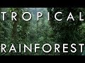Tropical Rainforest - Secrets of World Climate, Episode 1 (New Version)