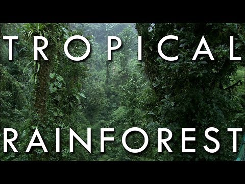 Video: Care este clima de pădure tropicală uscată?