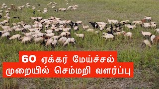 மேய்ச்சல் முறையில் செம்மறி வளர்ப்பு - புதிய அனுபவம்