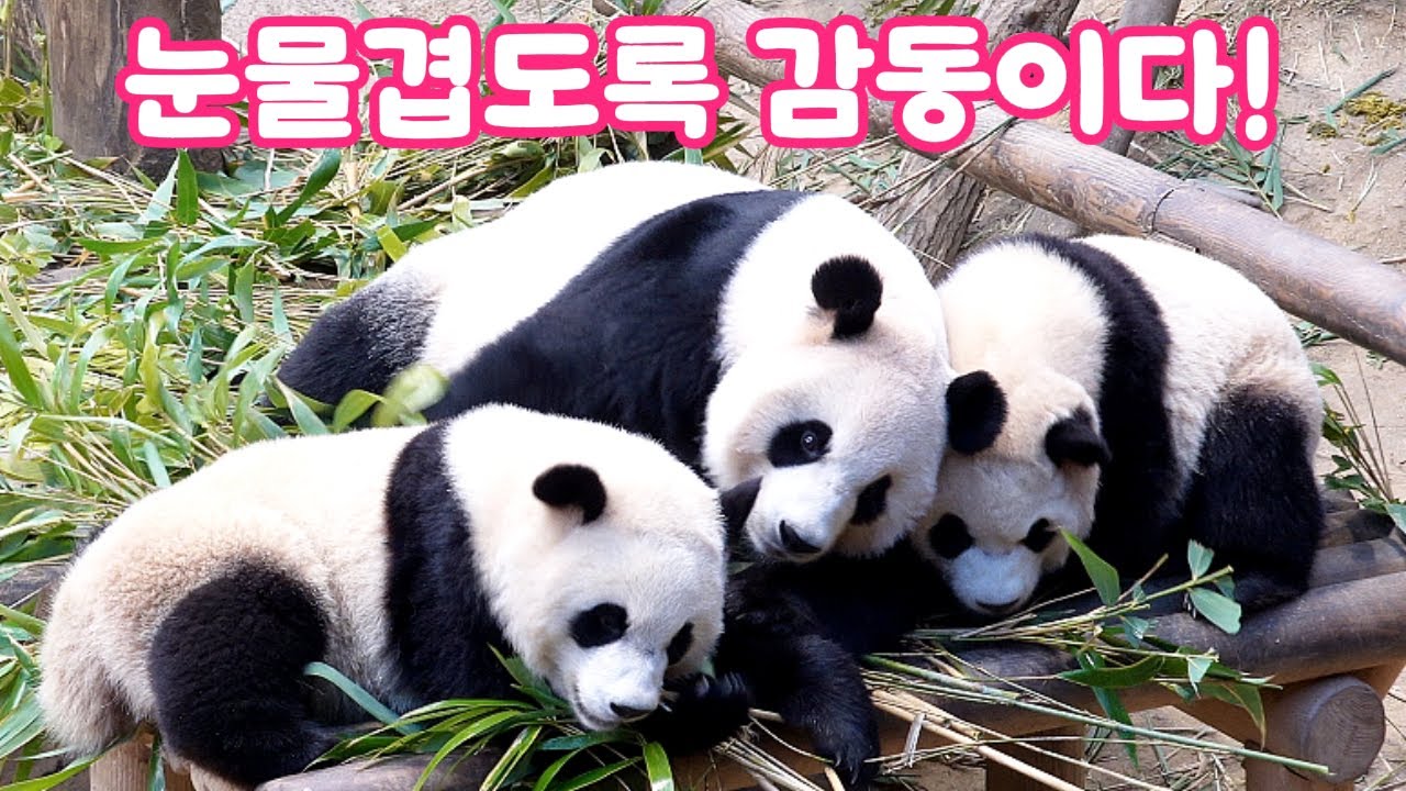 아이바오가 눈물겹도록 감동이다🥹루이와 후이에 대한 아낌 없는 사랑💖에버랜드 판다월드 바오 가족🐼 - YouTube