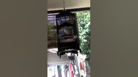 Thumbnail of Suara burung manyar kepala kuning