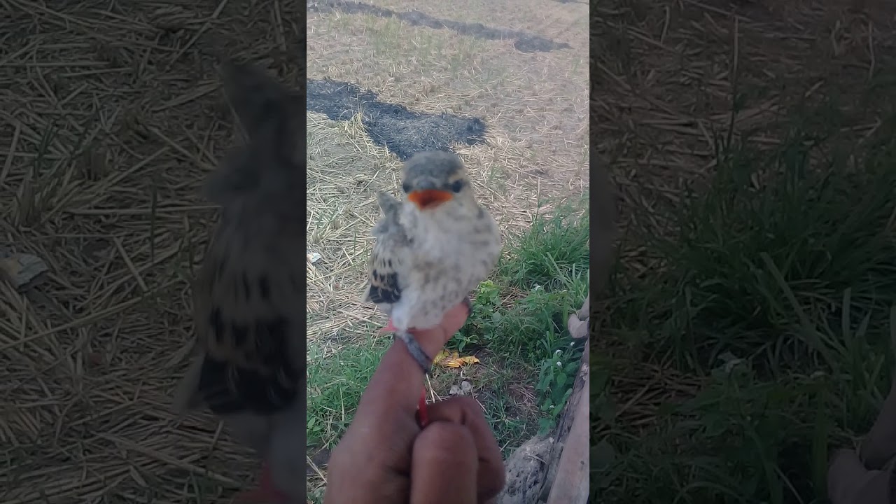 burung kapasan 