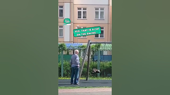 Is That a Cat on the Swing? Watch What Kitty Dad Does Next!
