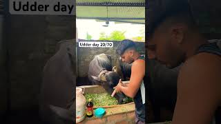 Pashu Ki Levti Kaise Bante