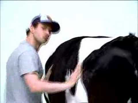 original cow shake commercial youtube