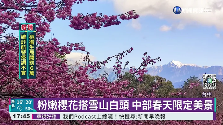 全台最晚櫻花! 福壽山粉紅櫻花盛開｜華視新聞 20220216 - 天天要聞
