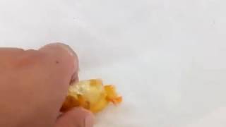 DSCF4276
