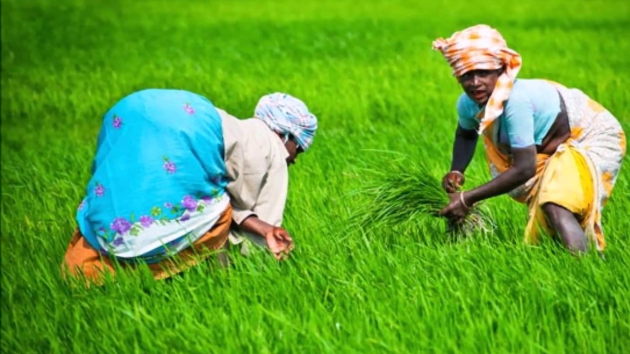 Beushening In Rice Traditional Rice Farming in South India - Steps Of Rice Cultivation ...