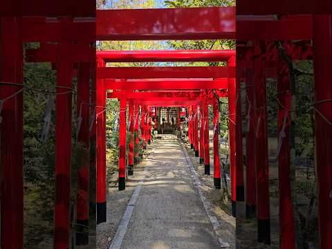 【日本旅行】何気ない神社が超心地よい‼️ 伊賀上野の城山稲荷神社  #日本 #旅行 #神社