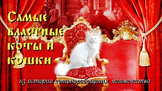 Самые властные коты и кошки. Рейтинг самых влиятельных котов в мире. Самые властные коты и кошки. Рейтинг самых влиятельных котов в мире.