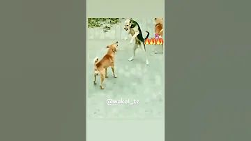 Mbwa KoKo Shortvideo Dogs Funnypictures Dog Danger Funnyvideos Cat Germanshepherd 