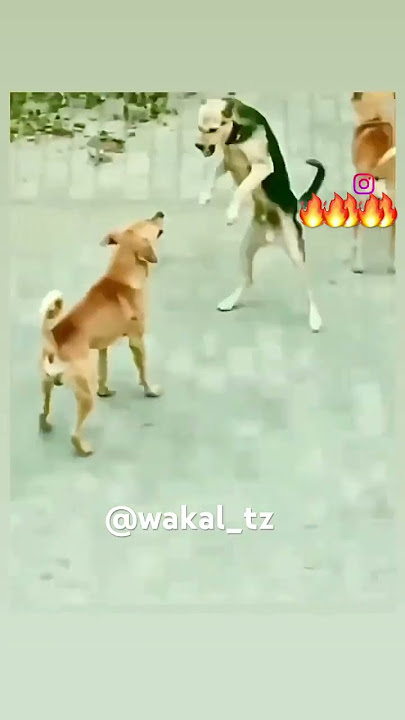 Mbwa KoKo 🤔🤔 #shortvideo #dogs #funnypictures #dog #danger #funnyvideos #cat #germanshepherd