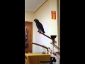 African Grey Parrot Dancing - Potahat Tik