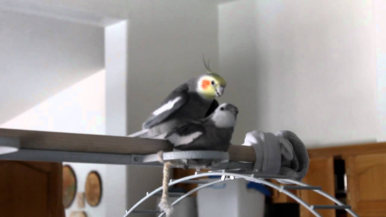 Male cockatiels mating YouTube