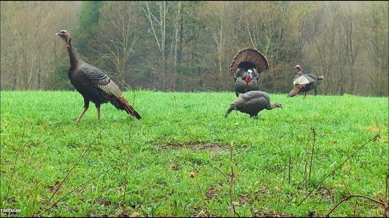 Tag Out NYS 2022 Turkey Season Sharing the Passion YouTube