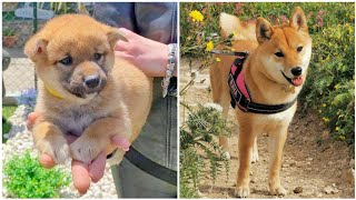 Shiba Inu from Newborn to Adult (1 day to 1 Year old) Raya
