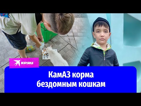 Мальчик из башкирского села продаёт игрушки ради корма бездомным кошкам