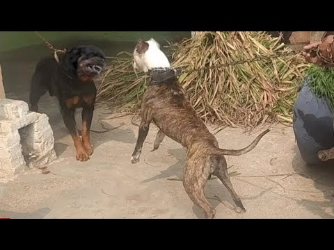 Pitbull vs Rottweiler  hot blood line  pitbull terrier tiger