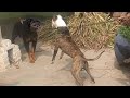 Pitbull vs Rottweiler  hot blood line  pitbull terrier tiger