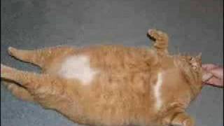 Stop eating ! - the fat cat remix ( dub-reggae style ) i basically
have nothing against people and like cats. if you are fat, then please
think about t...