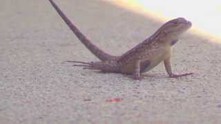 Lizard doing pushups