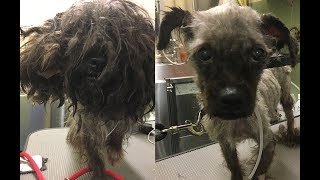 Makeovers For New York’s Stray Dogs
