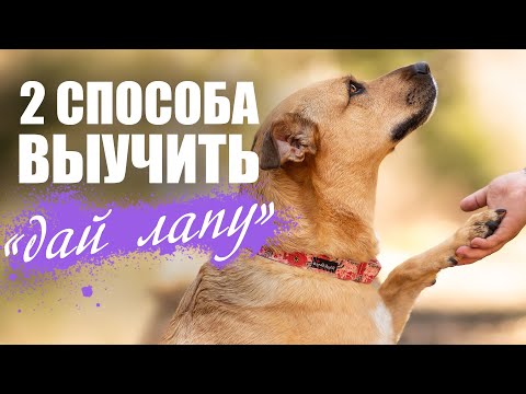 Как обучить собаку команде ДАЙ ЛАПУ? ДВА простых и БЫСТРЫХ способа обучения