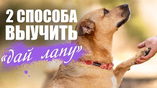 Как обучить собаку команде ДАЙ ЛАПУ? ДВА простых и БЫСТРЫХ способа обучения