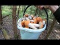 грибы Августа 2019!!!Опять попали в грибной рай!!!Got back to the mushroom Paradise!!!