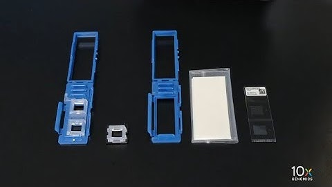 Visium CytAssist Deparaffinization H&E Staining Demonstrated Protocol | Getting Started