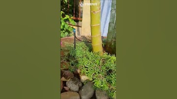 Thi công hệ thống tưới sân vườn tự động tại Bà Rịa - Vũng Tàu #shorts