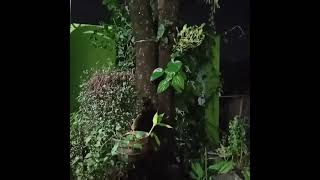 Download Lagu storywa Tau Tatu (Rana Meysa) MP3