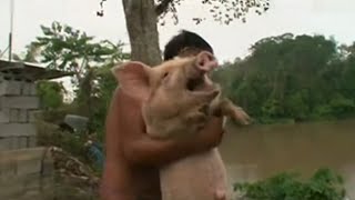 Pig Screaming