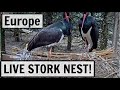 LIVE Nest Cam! Black Storks from Europe (4 Hatchlings!)