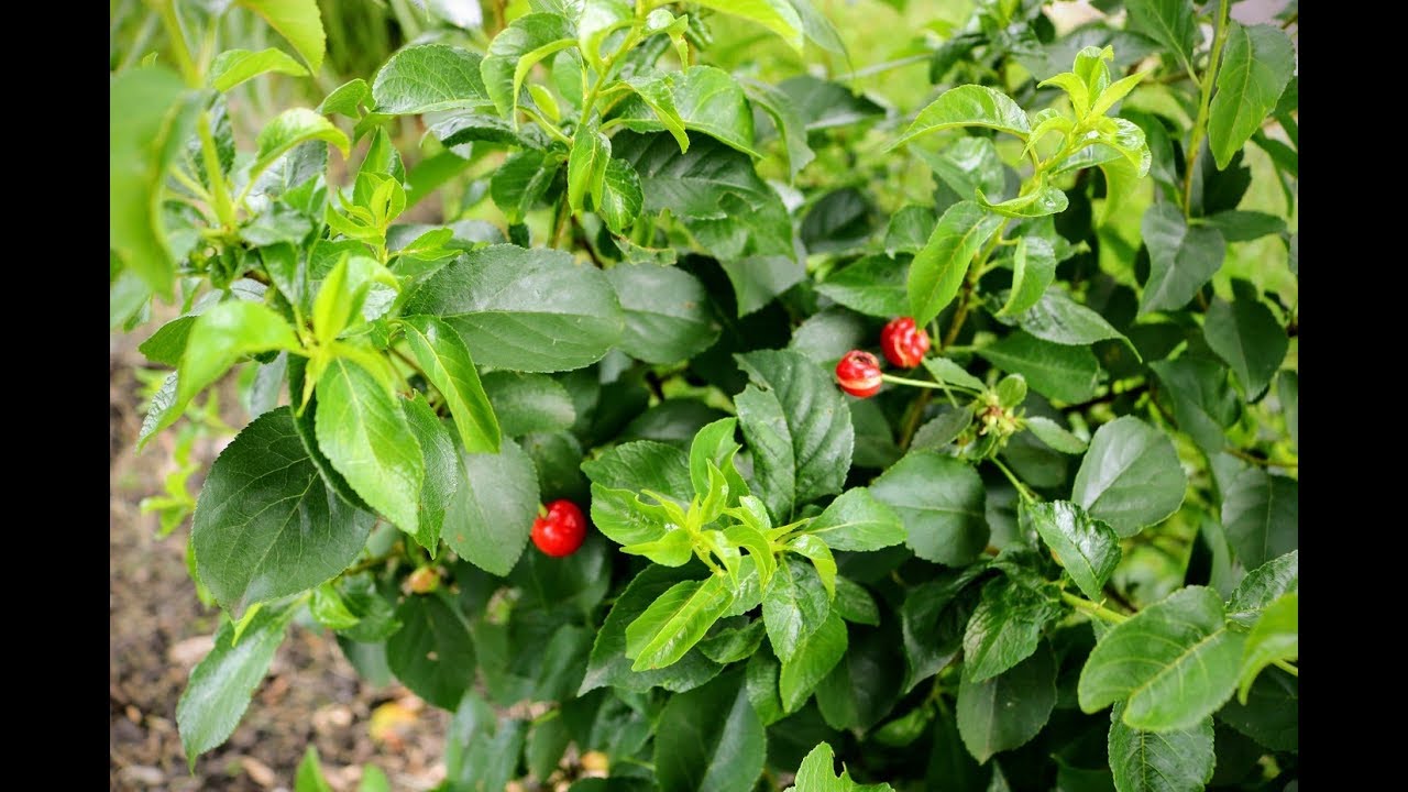 The Scoop on Bush Cherries