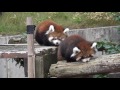 16.10 大森山動物園 レッサーパンダの ゆり 小百合 ケンタ