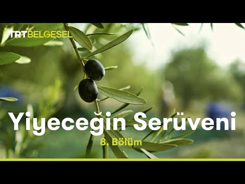 Yiyeceğin Serüveni | Zeytin | TRT Belgesel