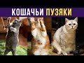 Приколы с котами. КОШАЧЬИ ПУЗЯКИ | Мемозг #185