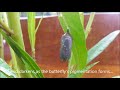 Monarch butterfly life cycle (time lapse)