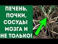 ПРОКИПЯТИ эти 3 СОРНЯКА с огорода! Для печени и почек, сердца и сосудов, диабет и...