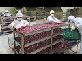 특이한 발상의 전환! 아이스 군고구마 대량생산 식품공장 (직접 재배한 국산고구마) /  Baked Sweet Potato Mass Production Plant