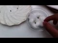 Como germinar la semilla de marihuana correctamente y sus cuidados.100% efectivo